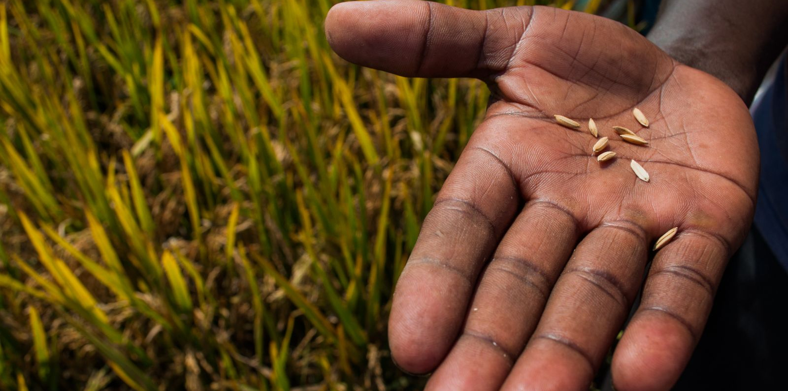 Close-up of a hand holding several rice grains in front of a mature rice field. Golden rice stalks fill the blurred background, highlighting a harvest-ready crop and the connection between farmers and food production.