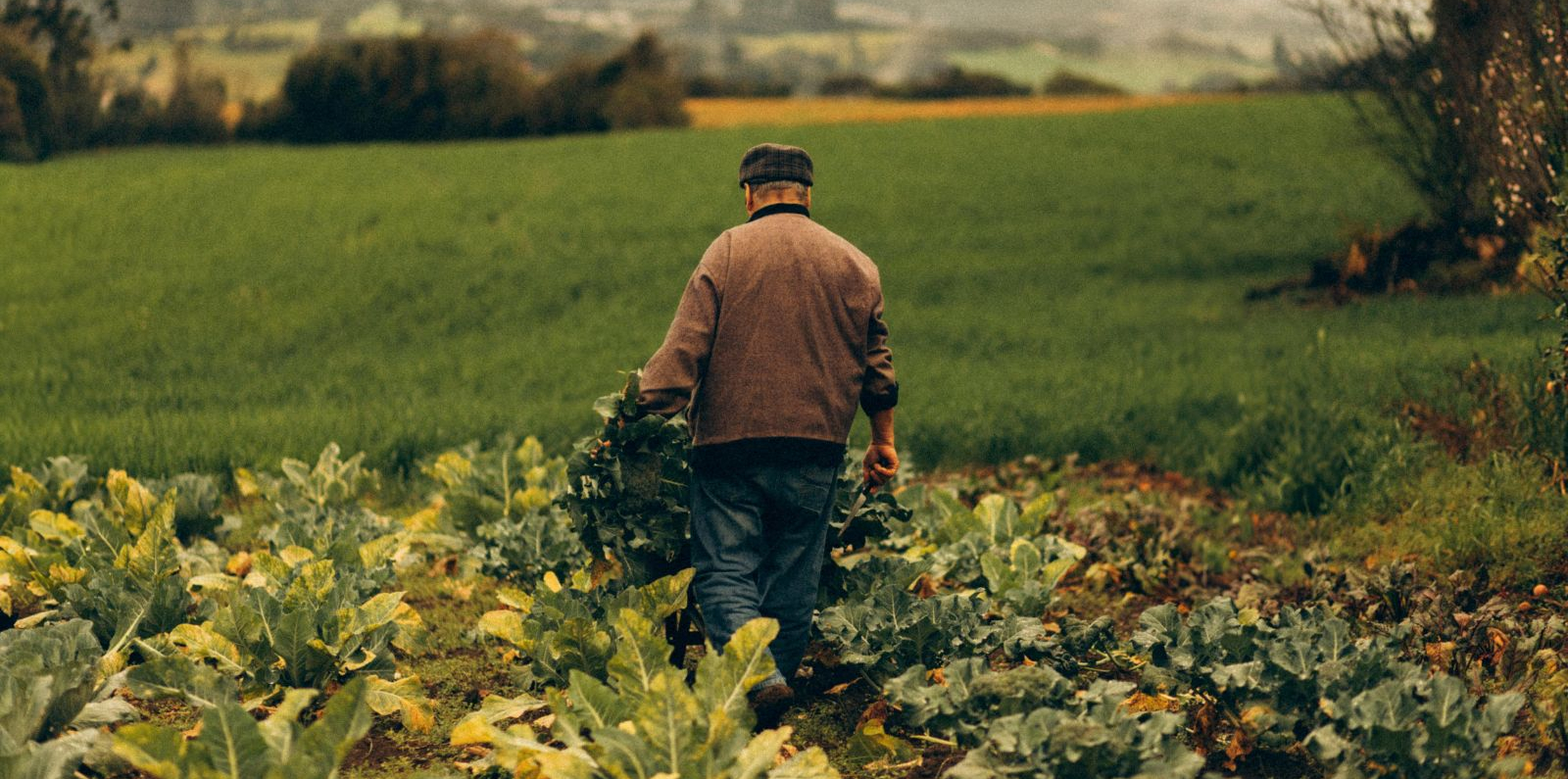 Farmer in a green field