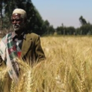 Farmer in Ethiopia 