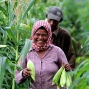 Corn harvest