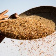 hands and grains