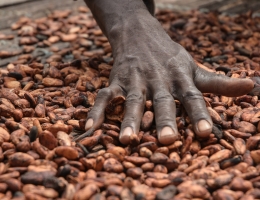 Hand and cocoa 