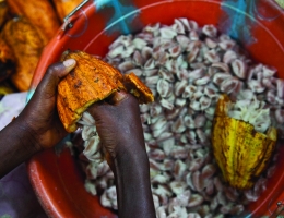 Cocoa Farmer