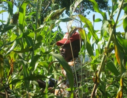 Farmer in Haiti