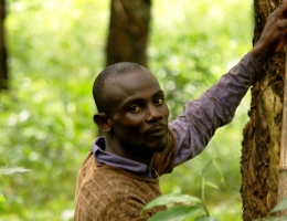 rubber farmer