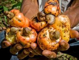 Cashew nuts