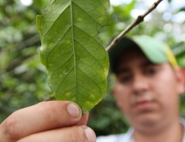 Farmer holding coffee leaf affected by La Roya 