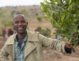 Global Tea, one of Malawi’s top macadamia producers, saw an opportunity to help small-scale farmers in Malawi improve their livelihoods while also securing more macadamia nut output to meet consumers’ demand. 