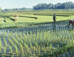 Rice paddy 