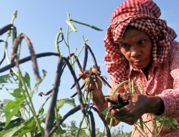 smallholders in Cambodia