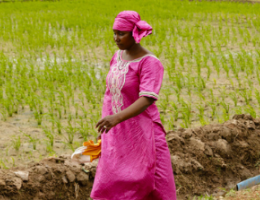 Koulikoro Region Food and Nutrition Security Enhancement Project (PRESAN-KL)