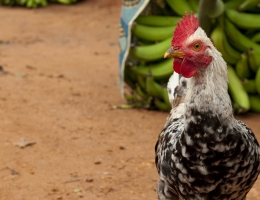 Supporting Agribusiness in Madagascar