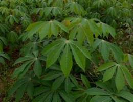 Cassava leaves