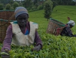 Kenya Tea Development Agency (KTDA)