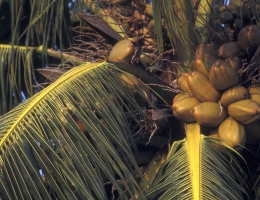 Maldives - Coconut