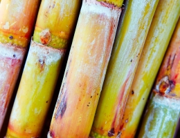 Detail of a fresh cut sugar cane