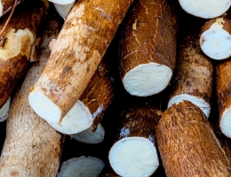 cassava