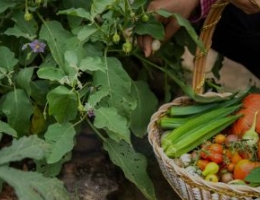 Female harvesting organic vegetables