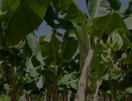 Plantain farm in Nicaragua