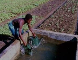 farmer in the Gambia