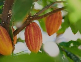 cacao tree