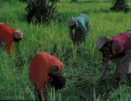 women working on crops