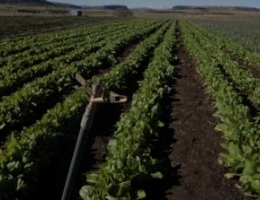 Lesotho crops
