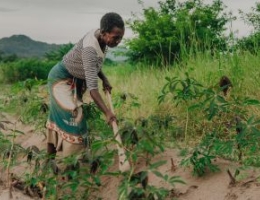 farmer planting manioc in Malawi