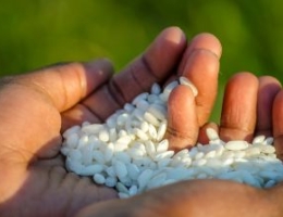 rice in hands