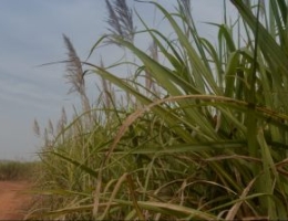 sugar cane burkina faso