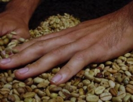 Raw coffee beans and hands, preparation for drying process
