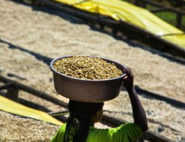 A person carries a basket of freshly harvested coffee beans across raised drying beds at a coffee processing site.