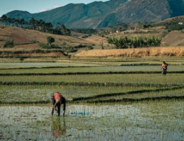 Farmers Working in Rice Fields of Madagascar