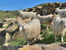Flock of long haired goats in Lesotho