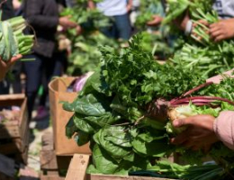 People arranging and holding bunches of fresh agroecological organic vegetables