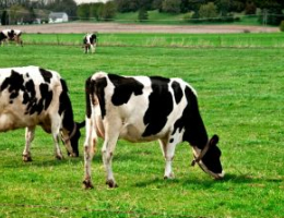 Two black-and-white cows grazing on a bright green grassy pasture, with one cow in the foreground lowering its head to eat grass and the second cow slightly behind.