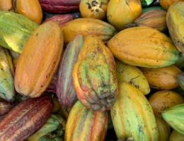 Abundant Harvest of Vibrant Cacao Pods Outdoors