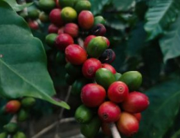 Close-up of red and green coffee cherries growing on a branch with dark green leaves