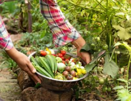 Close-up of a person harvesting fresh vegetables, placing a variety of produce into a metal bowl in a garden.