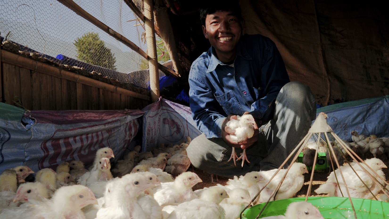 Nepal Poultry