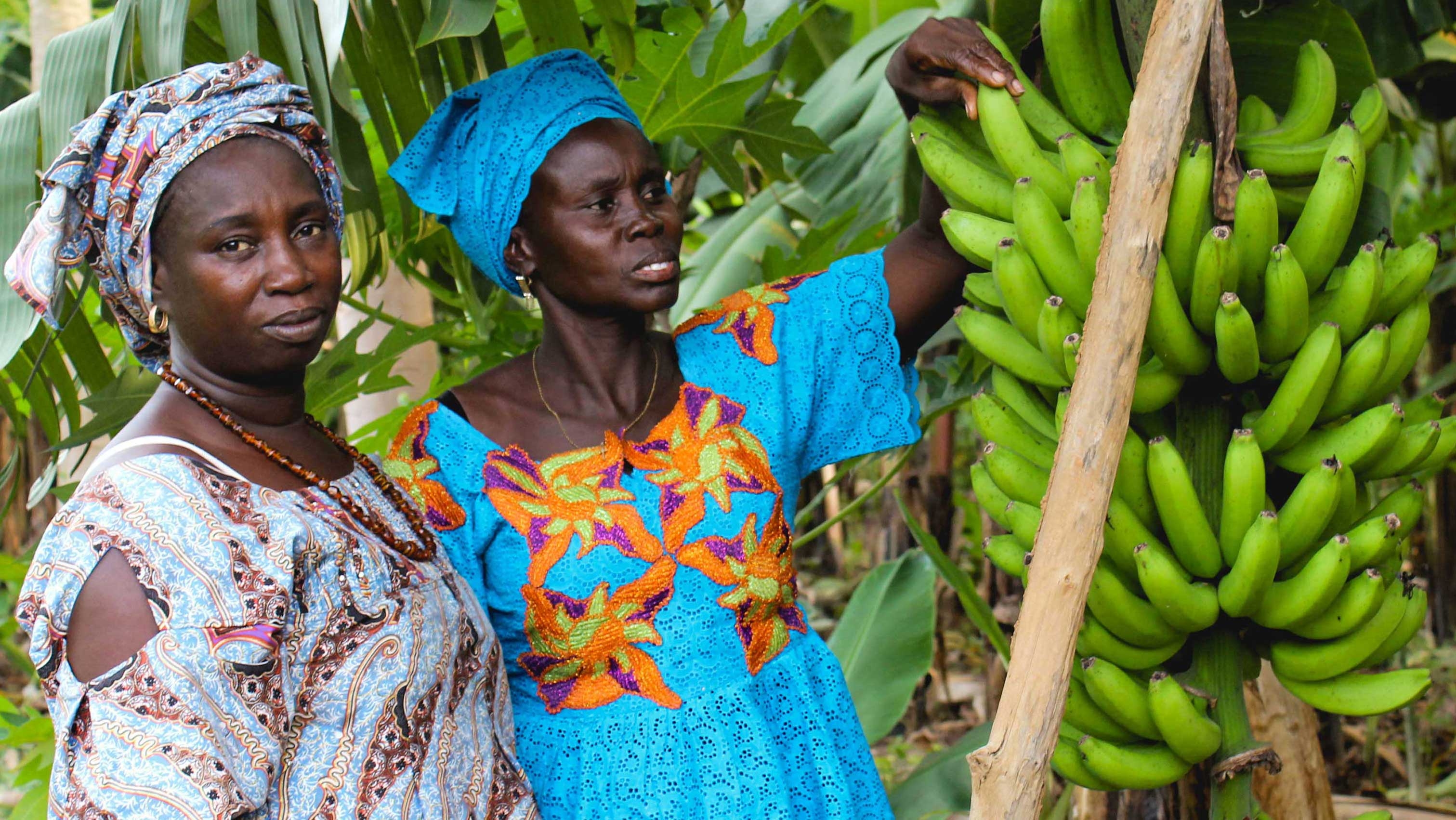 banana farmers in Saal