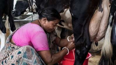 Dairy Farmer in Bangladesh