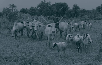 Pastoralist with his cattle