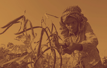 woman harvesting mung beans on the farm