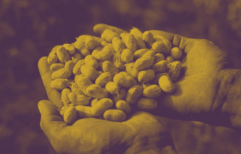 Handful of peanuts. Mali.