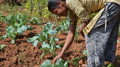 Woman Farmer in Nepal