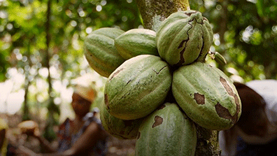 cocoa in Cote d'Ivoire