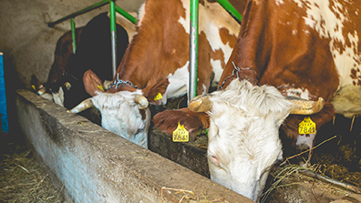 Cows on Remzi Bala's farm