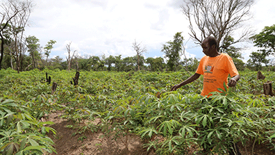 Cassava plants in Zambia