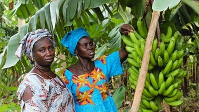 Female Farmers in Senegal